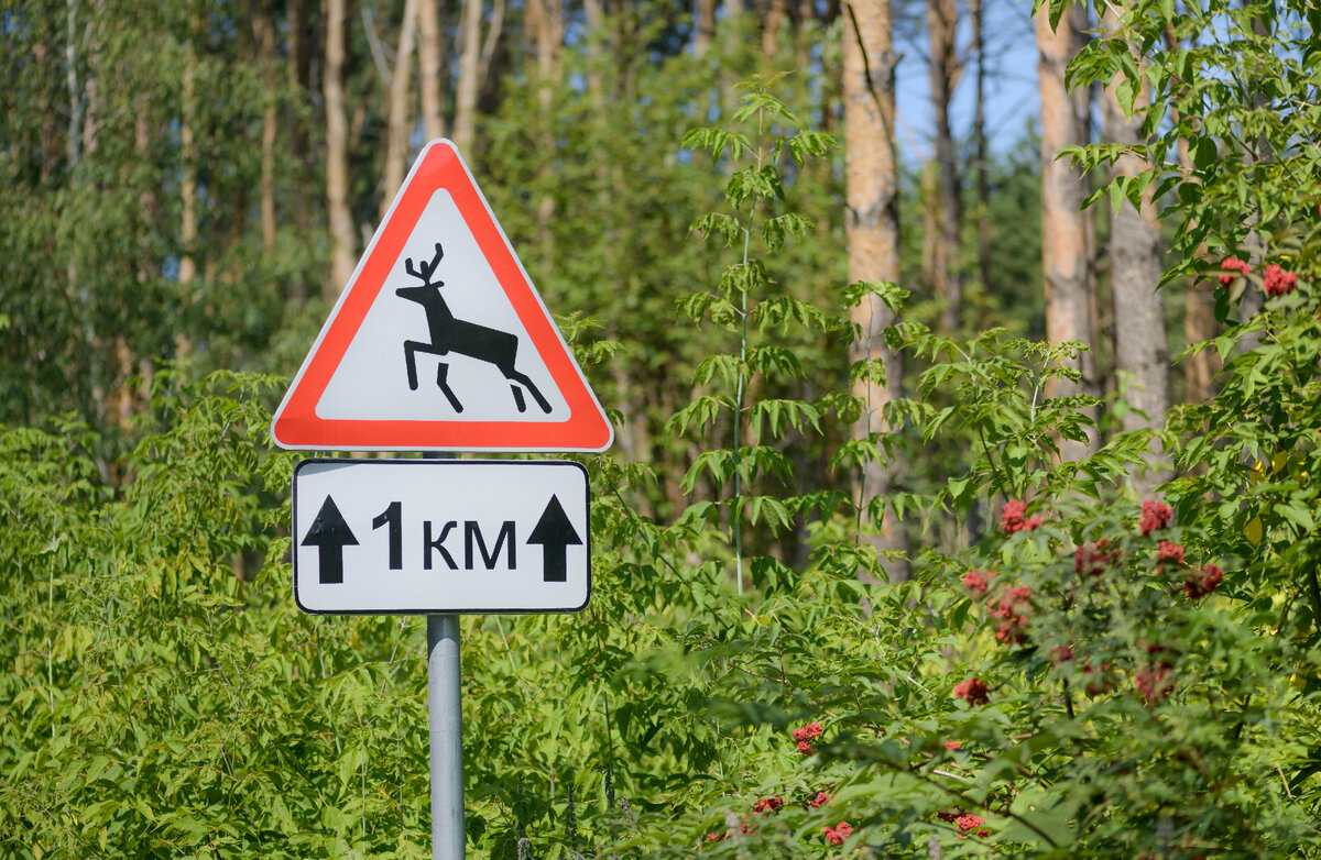 Знак 1.27 подскажет, что впереди можно ожидать на дороге диких животных 