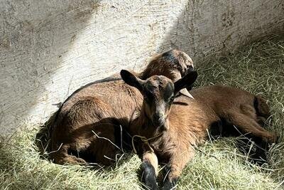    Сельское хозяйство © Пресс-служба Министерства сельского хозяйства и продовольствия Московской области