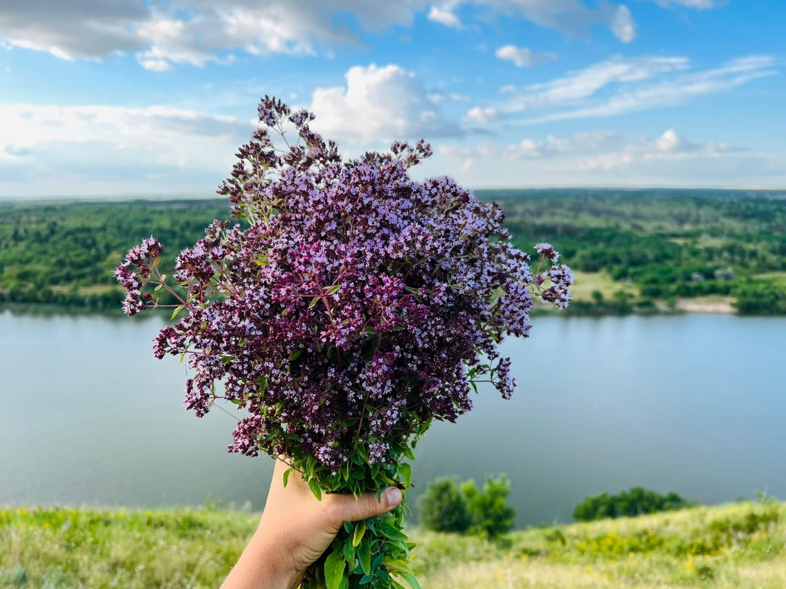 Душица Rosenkuppel