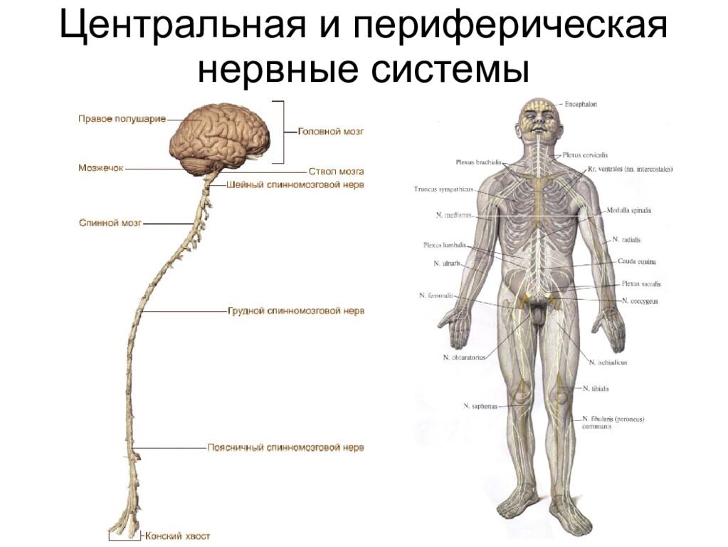 Органы центральной и периферической нервной системы
