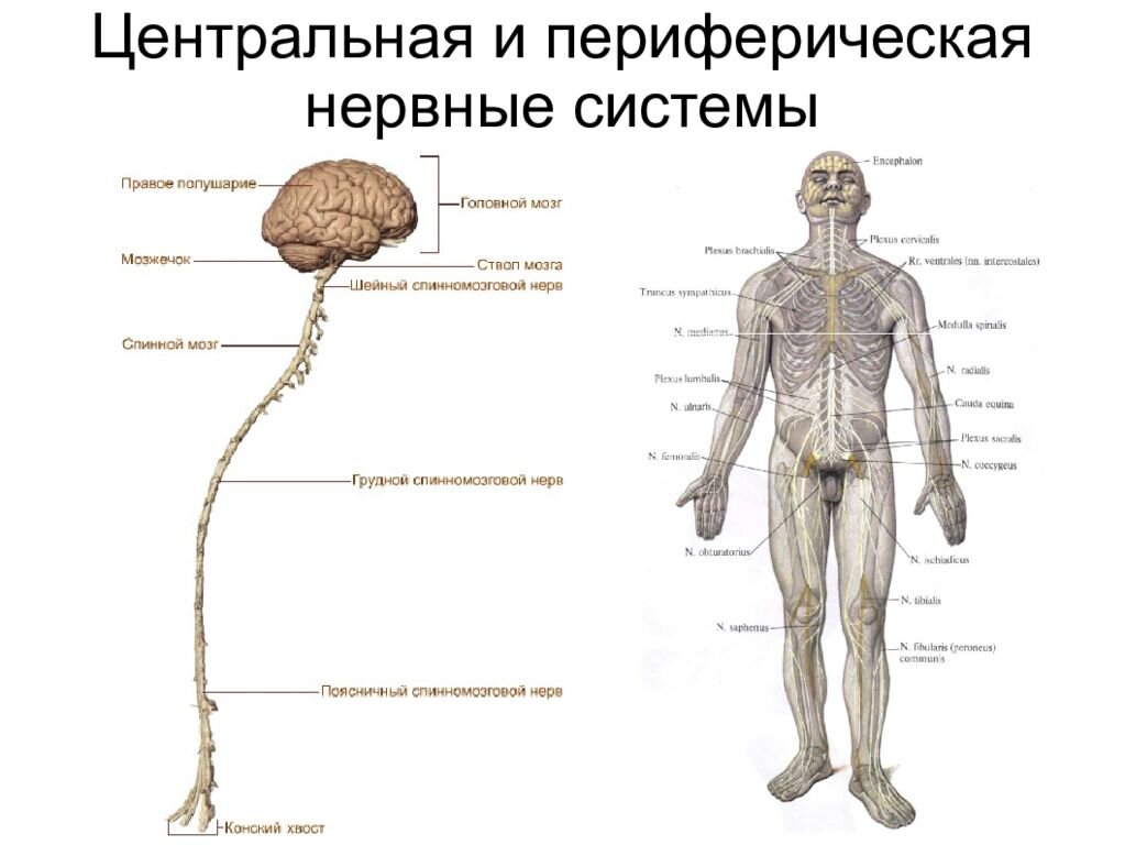 Название органа периферической нервной системы человека