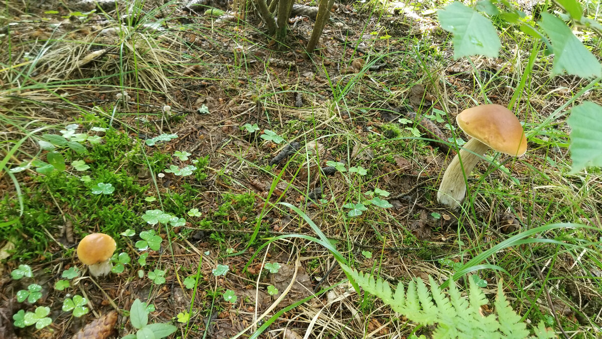 Грибная полянка