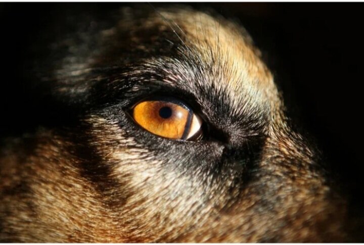 Фото из открытого доступа 