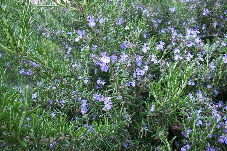 Ромарин. Rosmarinus officinalis l.. Розмарин цинеольный. Розмарин камфорный. Розмарин лекарственный поинт Ду раз.