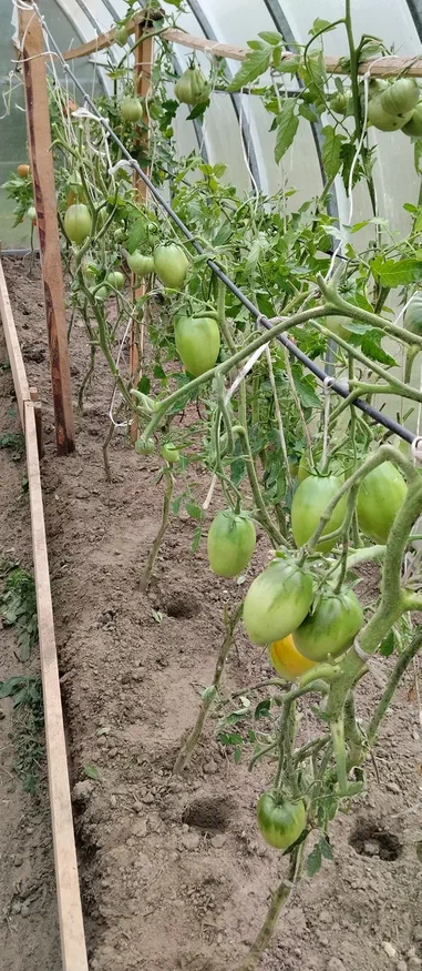 Пустой парник