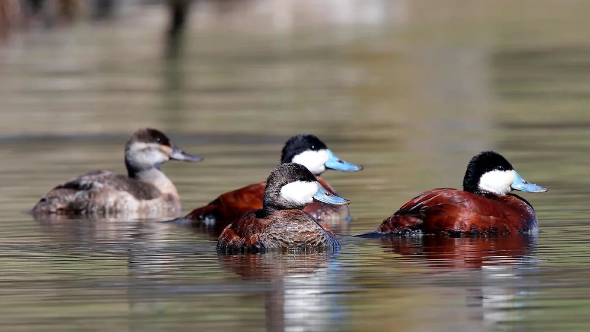 Фото: Дзен-канал "Птица дома".