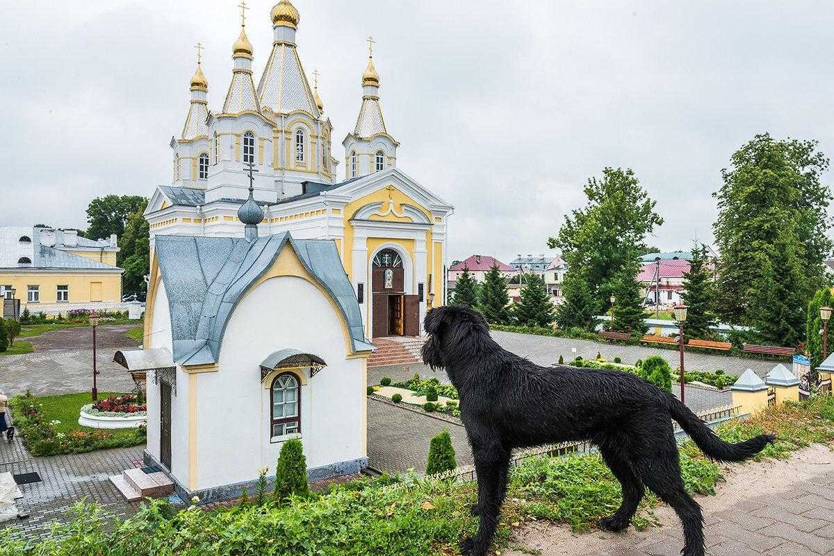 Почему собакам нельзя заходить в храм? Священник Владислав Береговой |  Святые места | Дзен