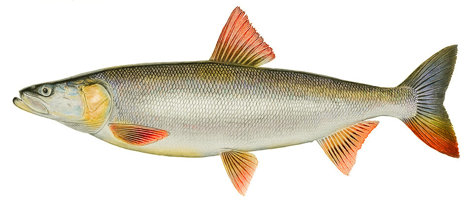 Elopichthys bambusa