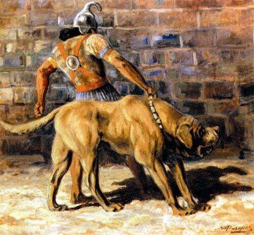 Собака гладиатор