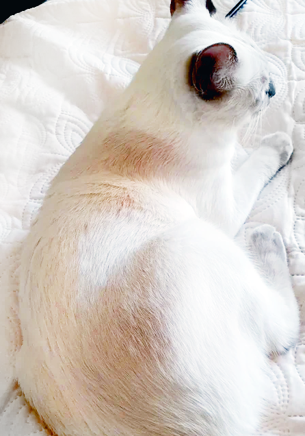 На фото всё гораздо лучше, чем было:  мы частично стерли полотенцем красноту...