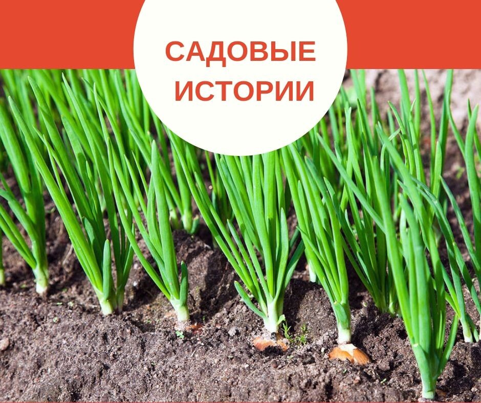 фото из свободного источника