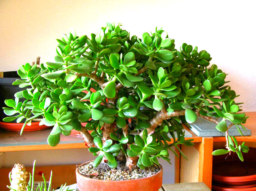 Одним из правил привлечения денежных средств в семью считается обладание растением «Толстянка»