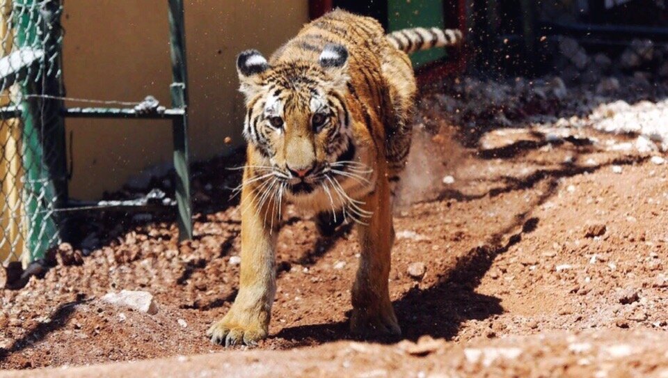 ТОП 5, побег из зоопарка, животные, тигр, новости