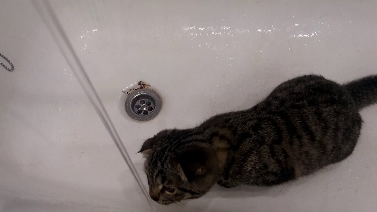 Кошке очень трудно самостоятельно добыть воду в квартире.