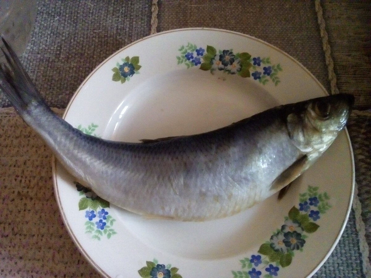 Селедка