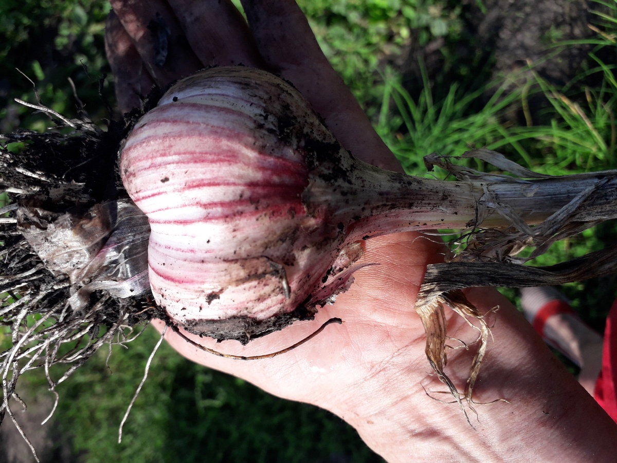 Фото  из  личного  архива.  Реальная    авторская  история.