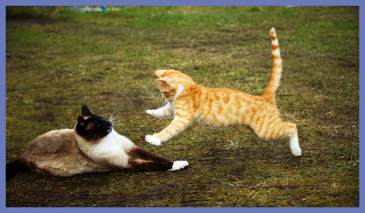 Ну, это было как-то так. Только в условиях кухни, а не улицы. И кошки были не эти. )))