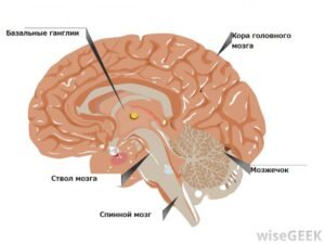 [caption id="attachment_633" align="aligncenter" width="300"] Основные отделы мозга[/caption]