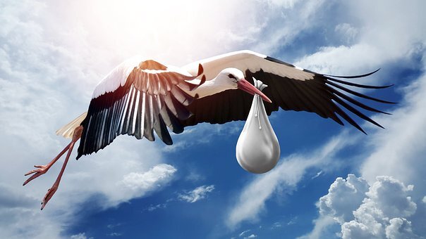 https://cdn.pixabay.com/photo/2018/01/03/16/59/bird-3058712__340.jpg