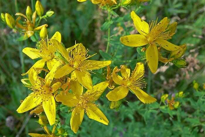 Зверобой, десна, кожа, расствор