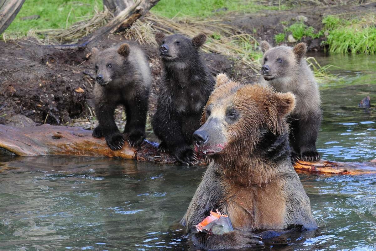 Медведи Сахалина МСС