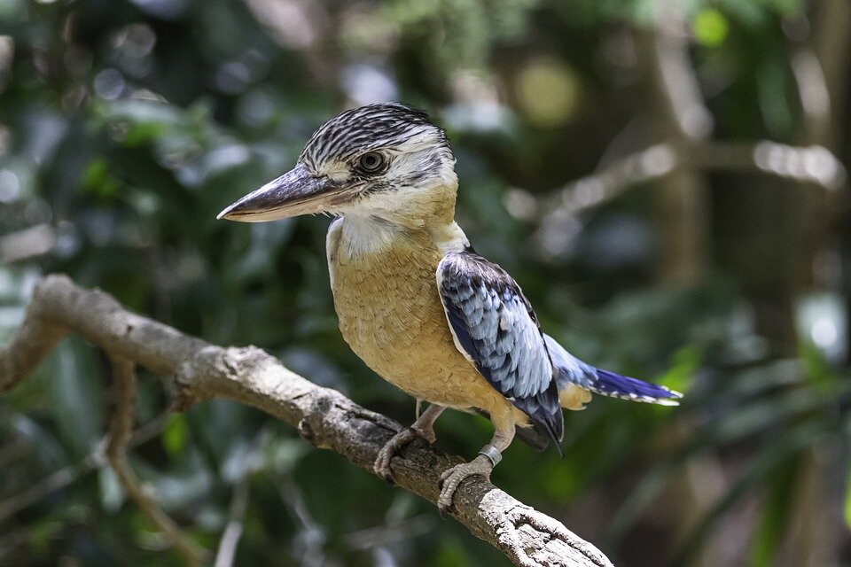 pixabay.com/ru/photos/птицы-кукаберра-природа-4468511/