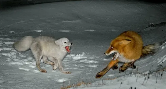 Одноклассники.ru