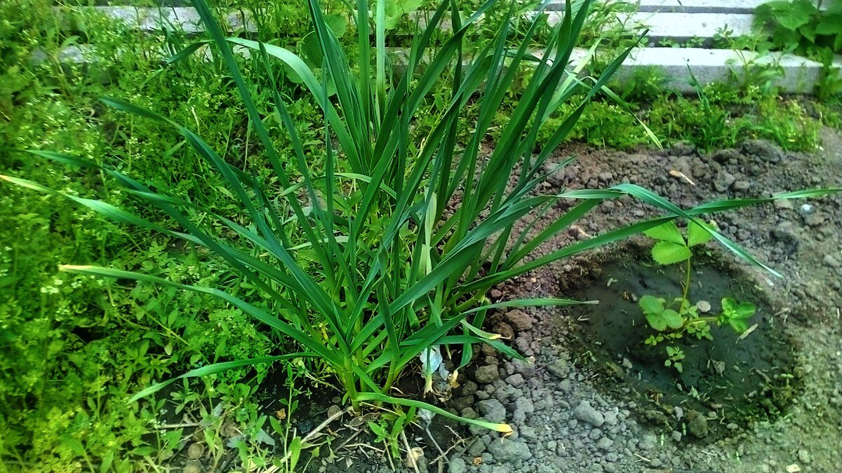 А это чеснок выращенный целыми головками без разделений, про это уже как-то тут писал, рядом куст клубники который он защищал от различных насекомых.