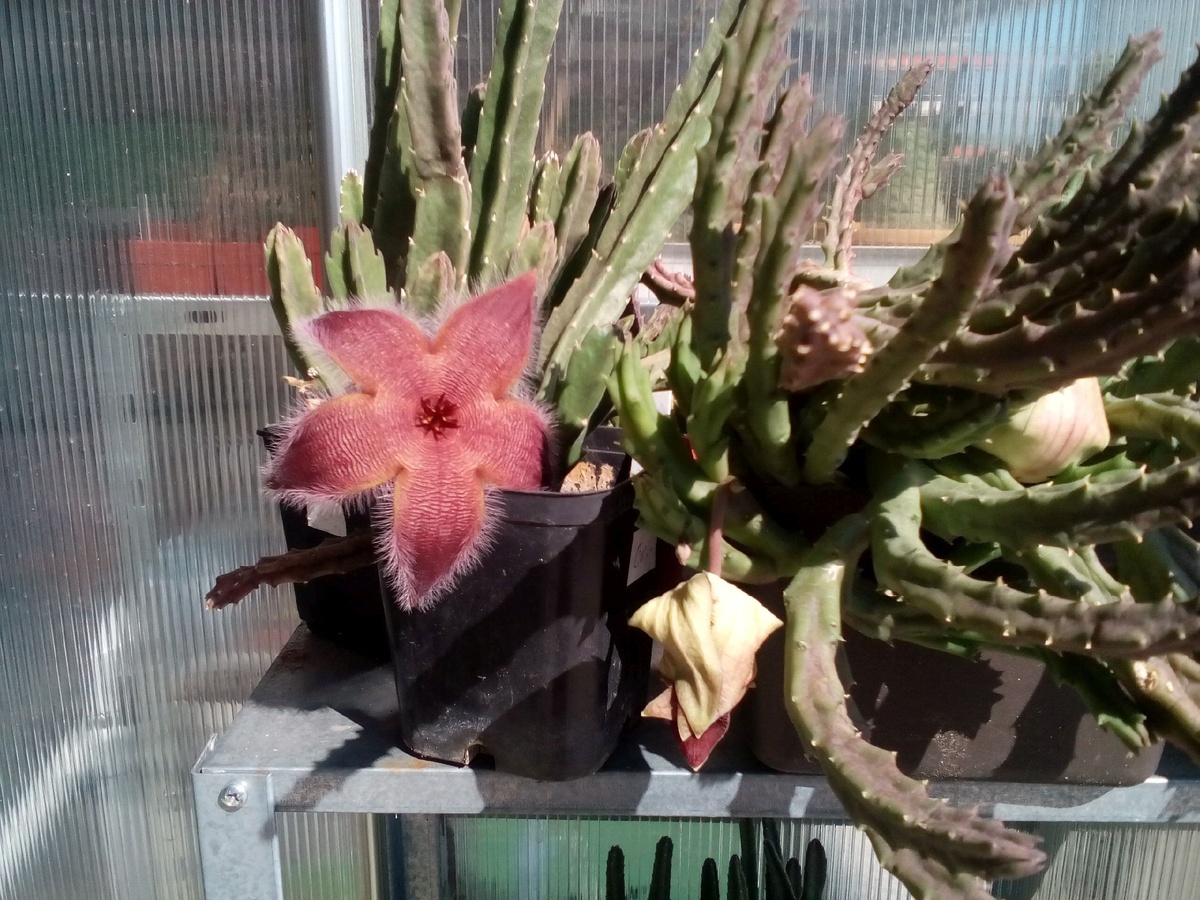 Stapelia asterias