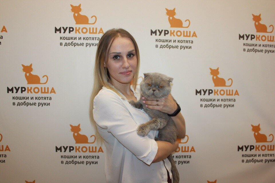Муркоша, москва. Adoption центр для кошек «муркоша». Муркоша приют новосибирск. Приют для животных муркоша в москве. Центр помощи муркоша.