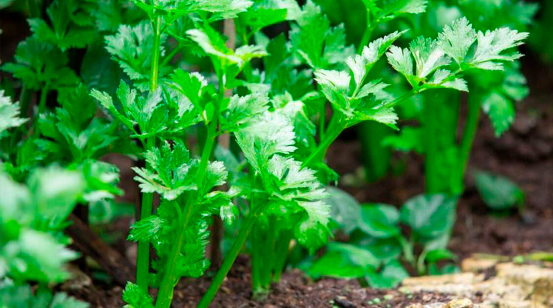 Листовой сельдерей