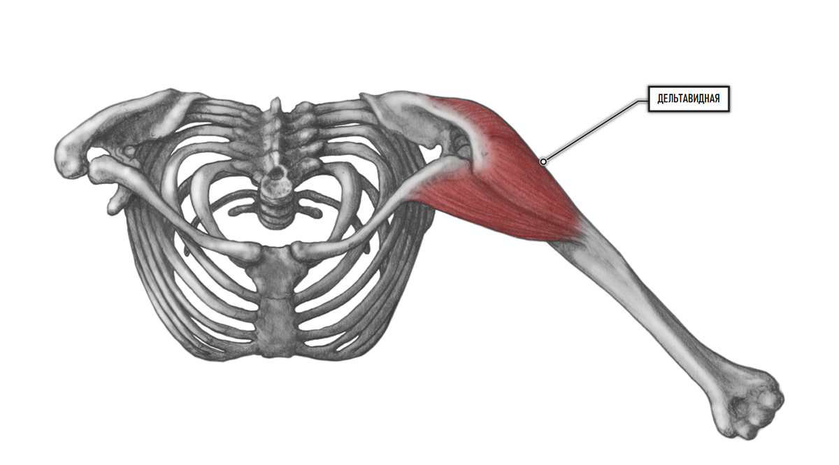 Плечевой пояс функции костей. Дельтовидная мышца анатомия. Задняя дельтовидная мышца анатомия. Дельтовидная мышца анатомия крепление. Дельтовидная мышца плеча крепление.