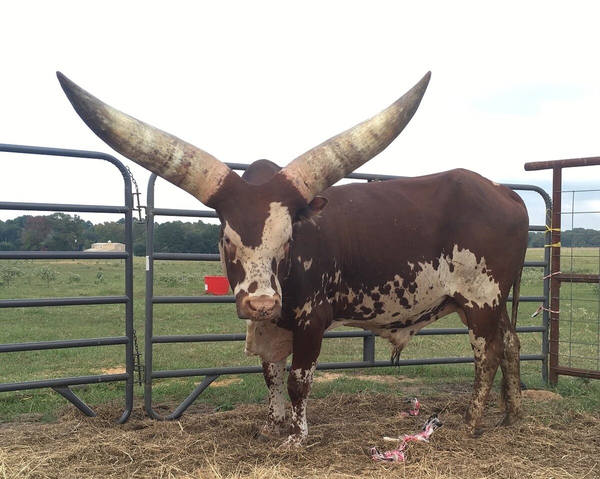 Современный потомок Тура