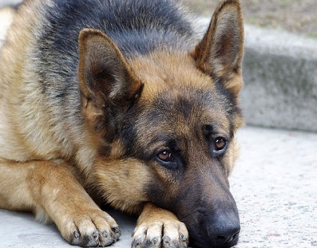 Фото из интернета, Яндекс-картинки. 