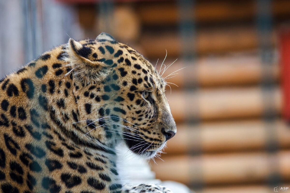 Зоопарк «Лимпопо»