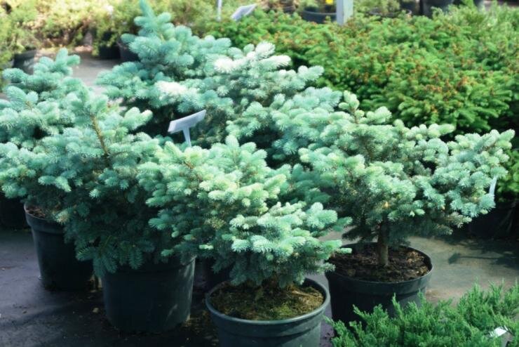 Фото с сайта antonovsad