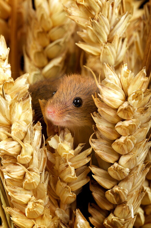 Марк Бриджер