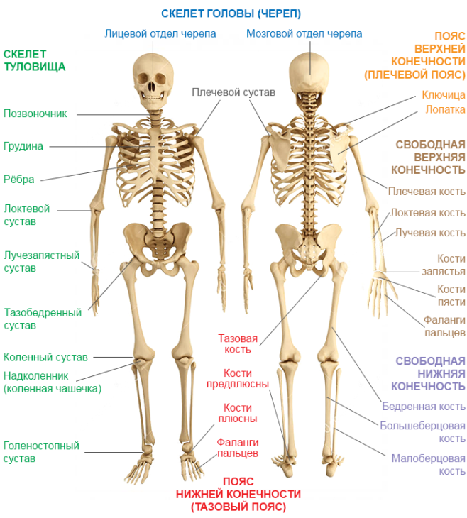 Сколько костей имеет. Строение скелета с названием костей. Описание отделов скелета человека. Общее строение скелета человека отделы скелета. Скелет человека с названием костей и суставов 8 класс.