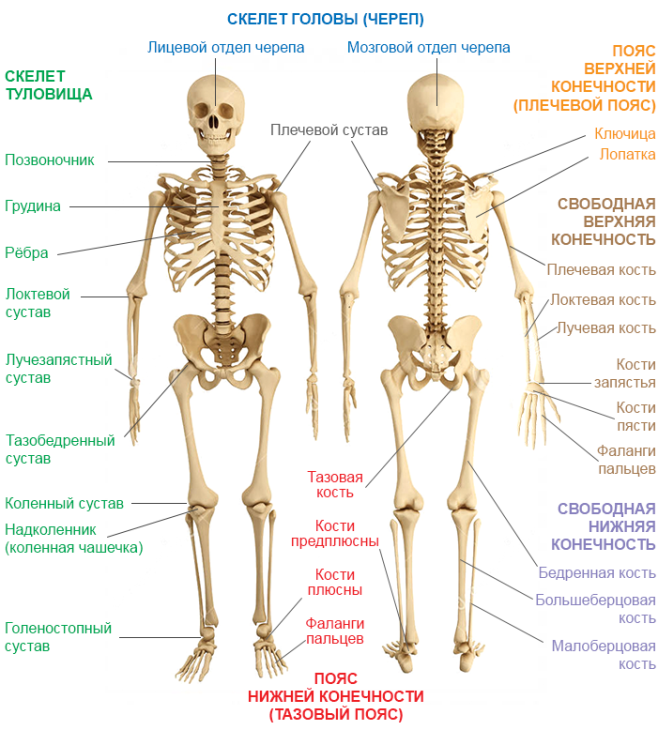 Строение скелета с названием костей. Описание отделов скелета человека. Общее строение скелета человека отделы скелета. Скелет человека с названием костей и суставов 8 класс.