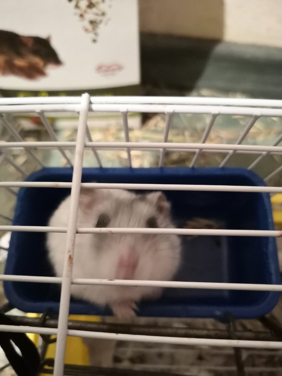 Сруча