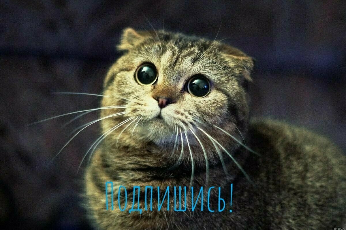 Котик. Открытые источники