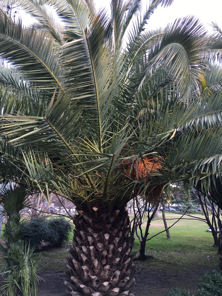Сочи. Февраль.  ( фото мое)