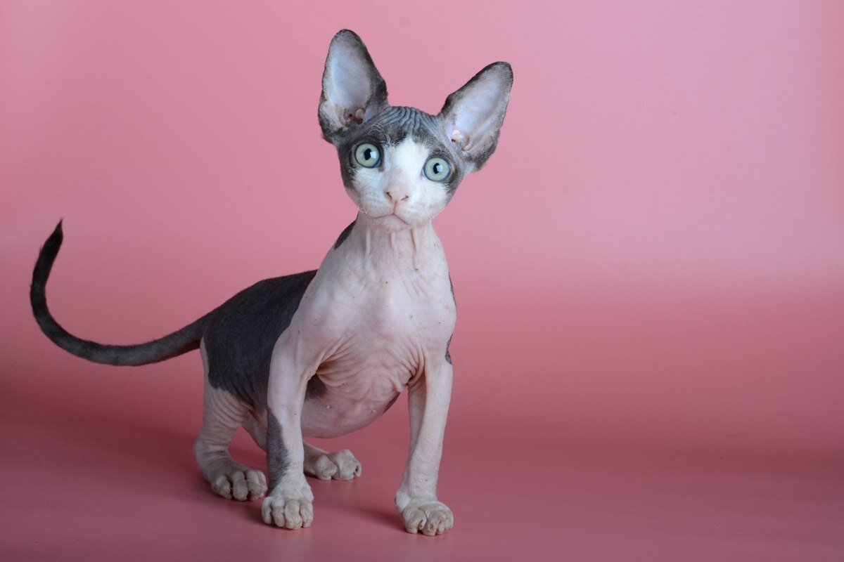 Канадский сфинкс котенок. Взято с Яндекс.Картинки