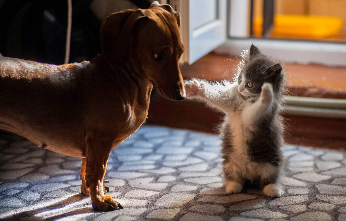 Грустить вместе. Кошки и собаки. Щенок и котенок. Фото кошек и собак. Собака и кошка вместе.