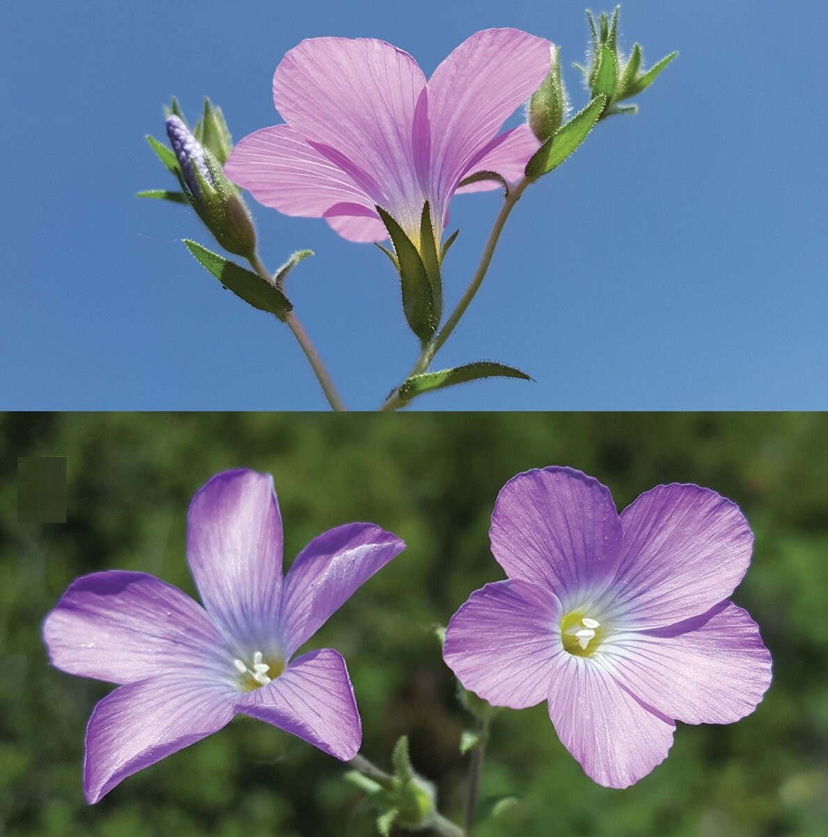 Linum aksehirense, семейство Linaceae (Льновые), провинция Конья (Турция).