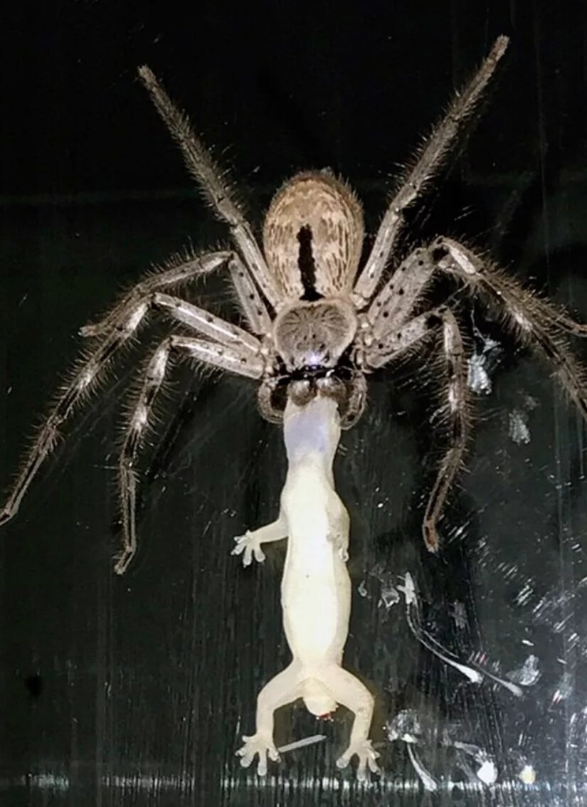 Умерший паук. Паук Huntsman Spider. Хантсман паук Австралия. Гигантский паук-Егерь. Паук Егерь Шарлотта.