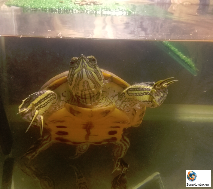 Знакомьтесь: Черепаха Скуро. Стекло после чистки.