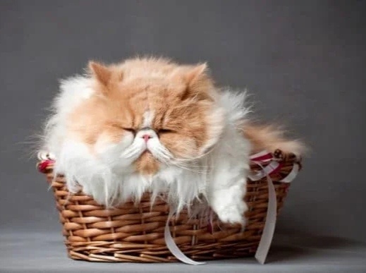 Кошка в корзине