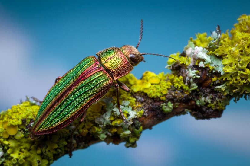 Яндекс Картинки