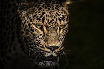 Борьба за выживание видовЦель WWF — борьба за сохранение биологического разнообразия, а также поддержка, охрана и восстановление популяций редких видов животных.Узнать больше. Чем больше мы воздействуем на природу, тем активнее она нам отвечает. И в большинстве случаев ответ оказывается весьма далеким от благоприятного: ухудшается экологическая ситуация, все чаще происходят природные катастрофы. Судьба дальнейшего развития человечества зависит от того, насколько быстро будут найдены пути разрешения противоречий между ограниченными возможностями нашей биосферы и агрессивным по отношению к ней типом развития общества. 
О роли природы в жизни человека…
В разное время и в разных культурах понятие роли и значимости окружающего мира для человека существенно отличалось. В период античности природа рассматривалась как подвижное, постоянно изменяющееся целое, при этом закономерное, организованное и совершенное. Человек в античной философии не противопоставлялся природе, а, скорее, был одной из его частей. Жизнь в гармонии с природой считалась идеалом.

Однако средневековая западно-христианская культура приобрела совершенно другое понимание природы. Человек в христианстве — вершина божественного творения, наделенная душой, а весь окружающий мир стоит неизмеримо ниже него. Нередко природа понималась даже как источник зла, которое необходимо подчинить.

В эпоху Возрождения отношение к природе снова меняется. Человек открывает для себя ее красоту, видит в ней источник радости и наслаждения. Недаром в этот период времени появляется столько великолепных произведений искусства, воспевающих красоту окружающего мира.

Притом если смотреть правде в глаза, то так или иначе потребительское и высокомерное отношение к природе преобладало. Человек возомнил себя венцом творения, что позволило ему рассматривать природу только как объект своей активности, переделывая и перекраивая ее в соответствии со своими нуждами.

Устойчивое лесопользование
Стратегия устойчивого лесопользования направлена на сохранение российских лесов.
Что уже сделано?
лес